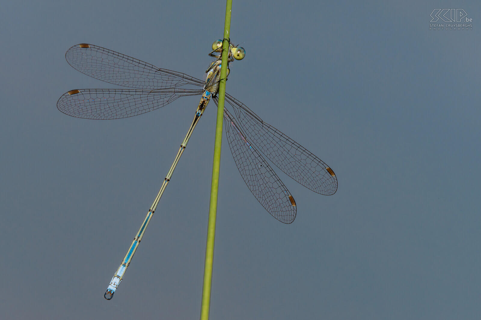 Insecten - Tengere pantserjuffer In onze tuin verschenen grote aantallen vlinders pas laat in de zomer, maar gelukkig kon ik vanaf de lente toch her en der wat rupsen en vlinders fotograferen. In enkele natuurgebieden kon ik deze zomer ook een paar prachtige libellen en juffers vastleggen. Stefan Cruysberghs